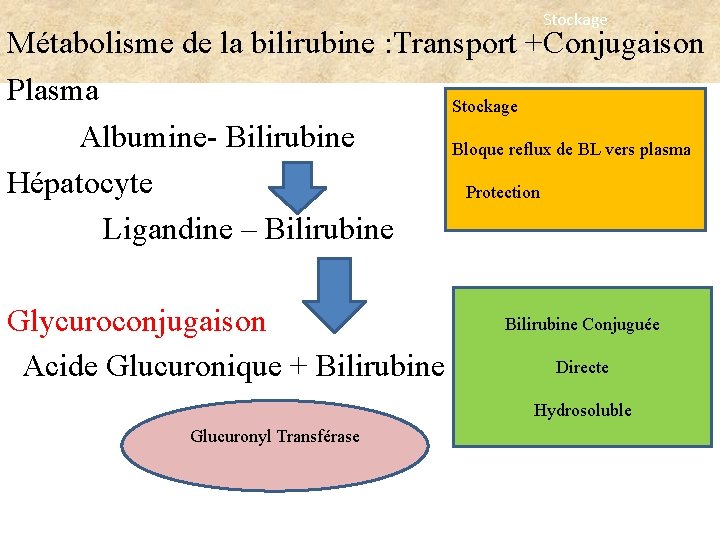 Stockage Métabolisme de la bilirubine : Transport +Conjugaison Plasma Stockage Albumine- Bilirubine Bloque reflux