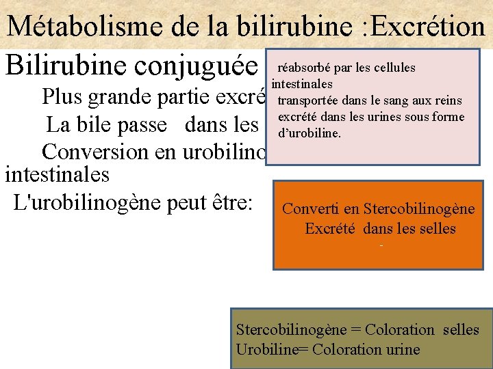 Métabolisme de la bilirubine : Excrétion Bilirubine conjuguée réabsorbé par les cellules intestinales Plus