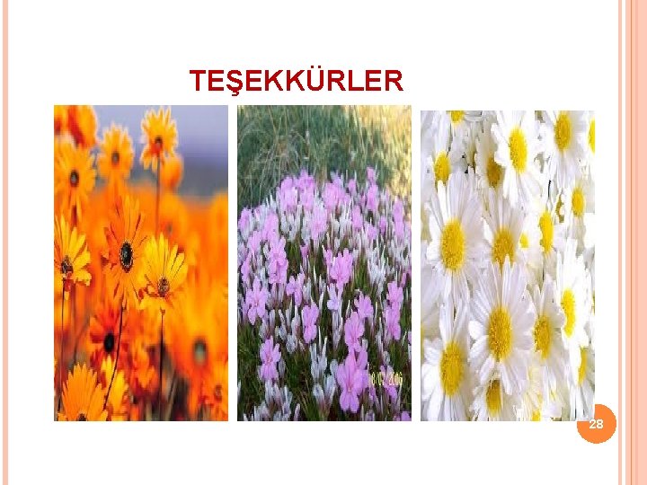 TEŞEKKÜRLER 28 