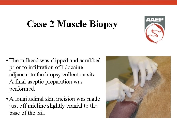  Case 2 Muscle Biopsy • The tailhead was clipped and scrubbed prior to