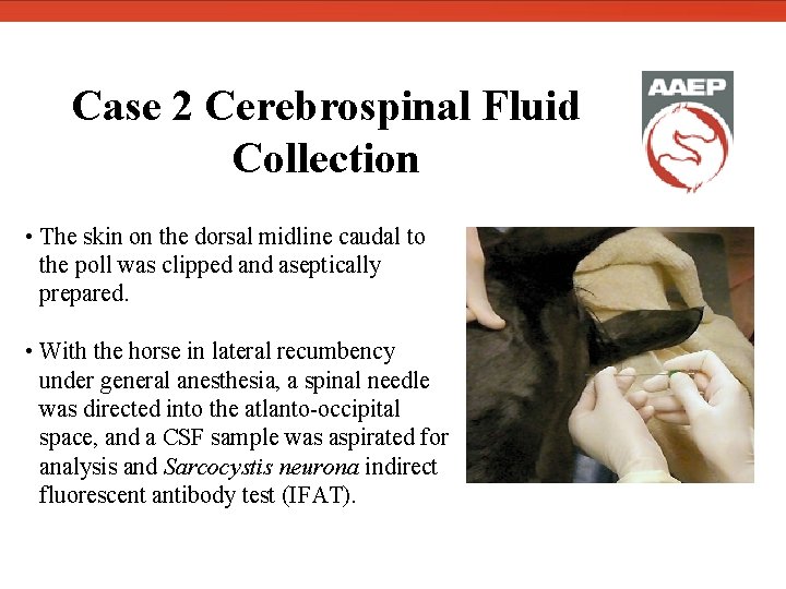 Case 2 Cerebrospinal Fluid Collection • The skin on the dorsal midline caudal