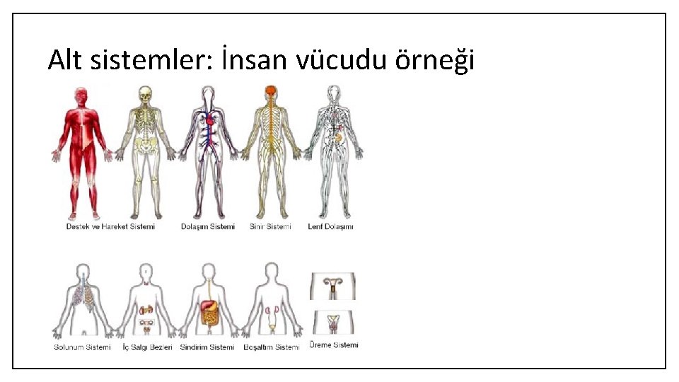 Alt sistemler: İnsan vücudu örneği 