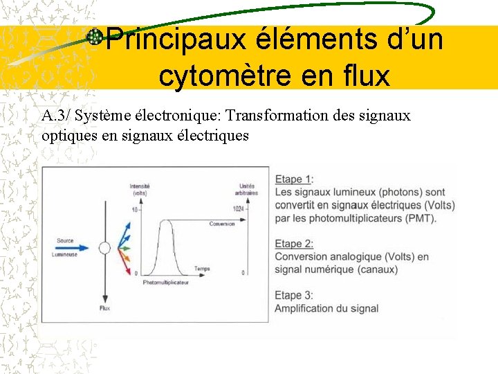 Principaux éléments d’un cytomètre en flux A. 3/ Système électronique: Transformation des signaux optiques Principaux éléments d’un cytomètre en flux A. 3/ Système électronique: Transformation des signaux optiques