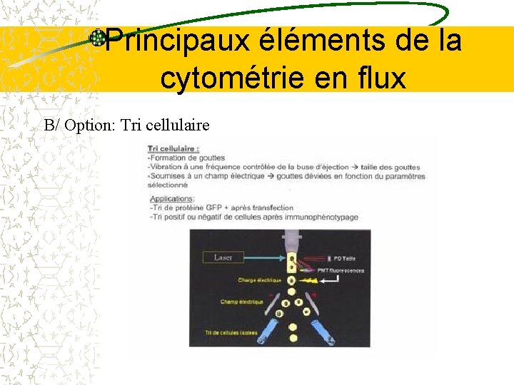 Principaux éléments de la cytométrie en flux B/ Option: Tri cellulaire Principaux éléments de la cytométrie en flux B/ Option: Tri cellulaire