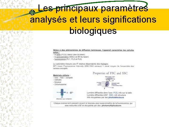 Les principaux paramètres analysés et leurs significations biologiques Les principaux paramètres analysés et leurs significations biologiques