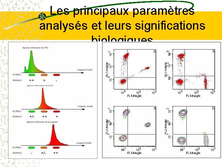 Les principaux paramètres analysés et leurs significations biologiques Les principaux paramètres analysés et leurs significations biologiques