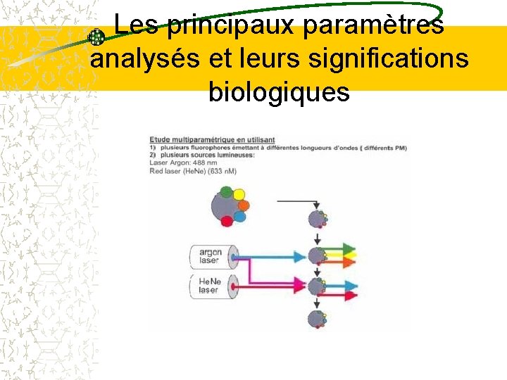 Les principaux paramètres analysés et leurs significations biologiques Les principaux paramètres analysés et leurs significations biologiques
