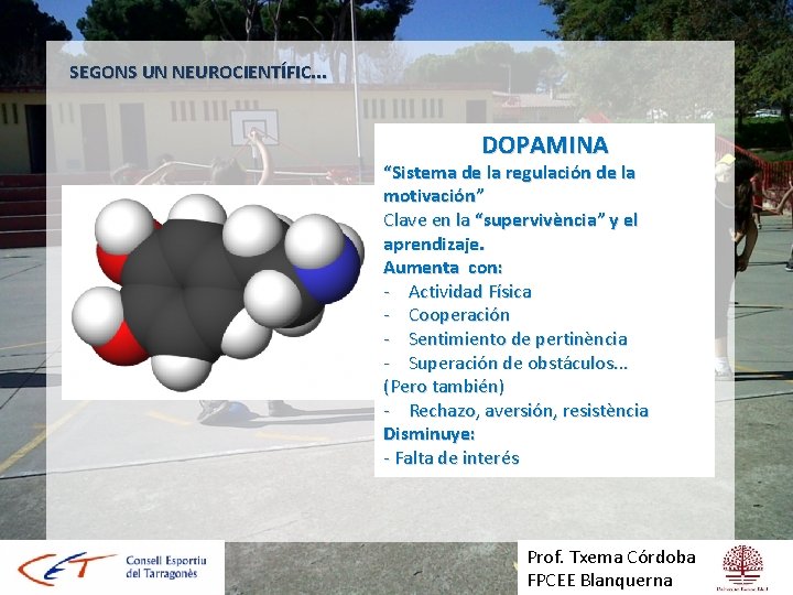 SEGONS UN NEUROCIENTÍFIC. . . DOPAMINA “Sistema de la regulación de la motivación” Clave