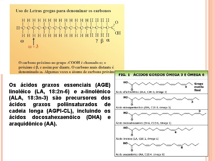 Os ácidos graxos essenciais (AGE) linoléico (LA, 18: 2 n-6) e a-linolênico (ALA, 18: Os ácidos graxos essenciais (AGE) linoléico (LA, 18: 2 n-6) e a-linolênico (ALA, 18: