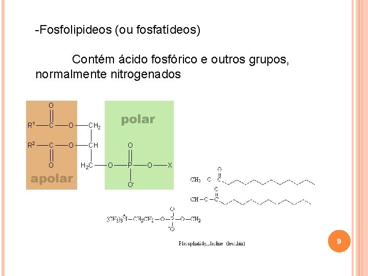 -Fosfolipideos (ou fosfatídeos) Contém ácido fosfórico e outros grupos, normalmente nitrogenados 9 -Fosfolipideos (ou fosfatídeos) Contém ácido fosfórico e outros grupos, normalmente nitrogenados 9