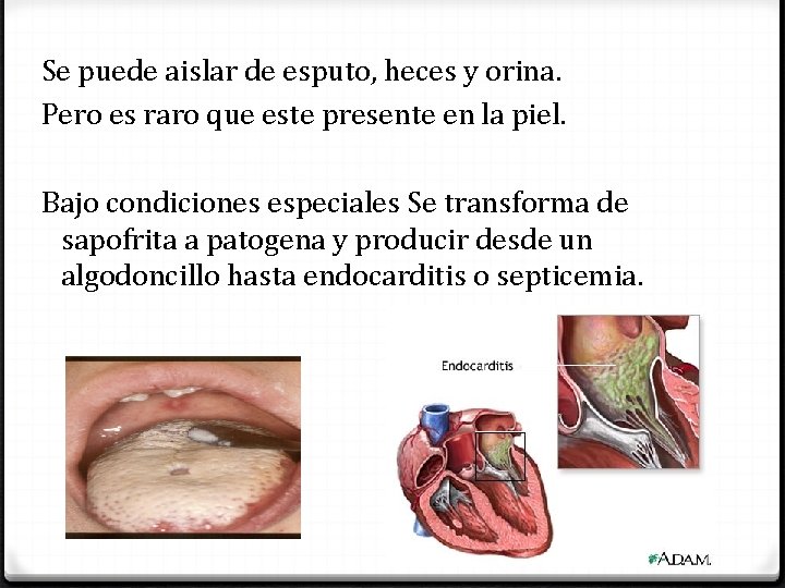 Se puede aislar de esputo, heces y orina. Pero es raro que este presente