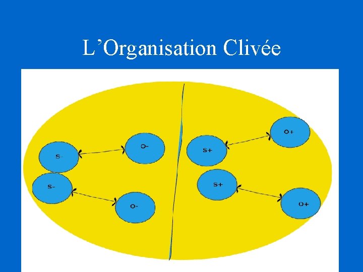 L’Organisation Clivée L’Organisation Clivée