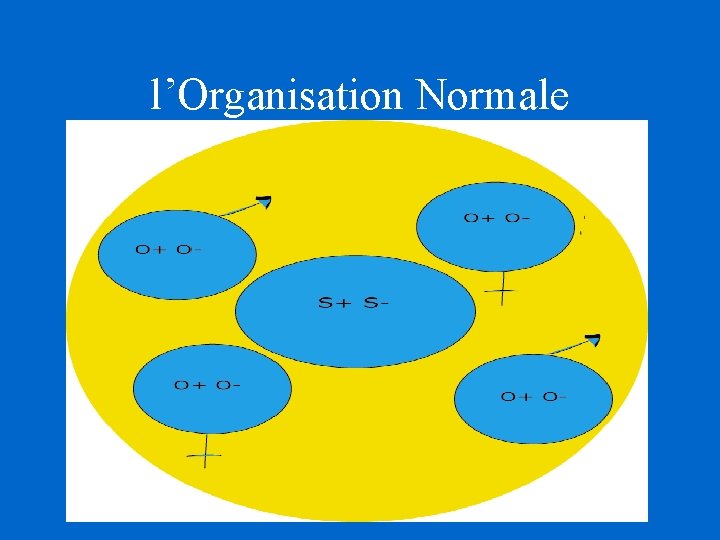 l’Organisation Normale l’Organisation Normale