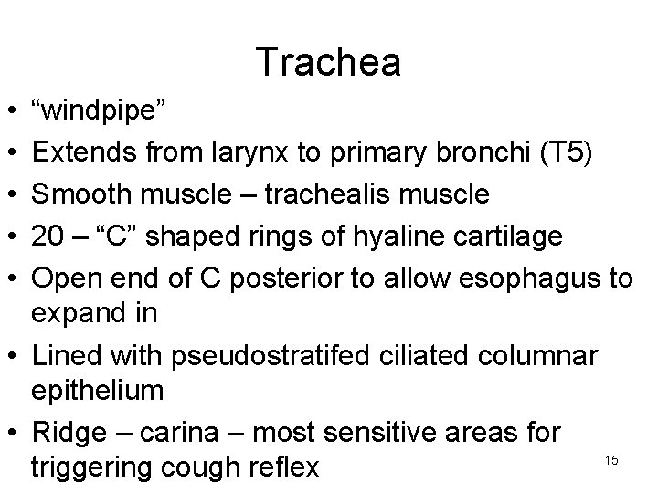Trachea • • • “windpipe” Extends from larynx to primary bronchi (T 5) Smooth