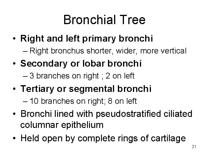 Bronchial Tree • Right and left primary bronchi – Right bronchus shorter, wider, more