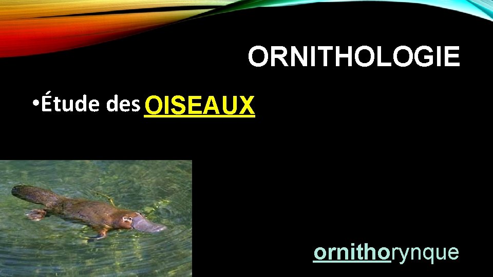 ORNITHOLOGIE • Étude des OISEAUX ornithorynque 