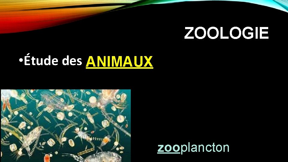 ZOOLOGIE • Étude des ANIMAUX zooplancton 