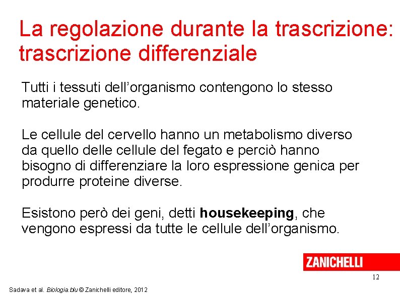 La regolazione durante la trascrizione: trascrizione differenziale Tutti i tessuti dell’organismo contengono lo stesso