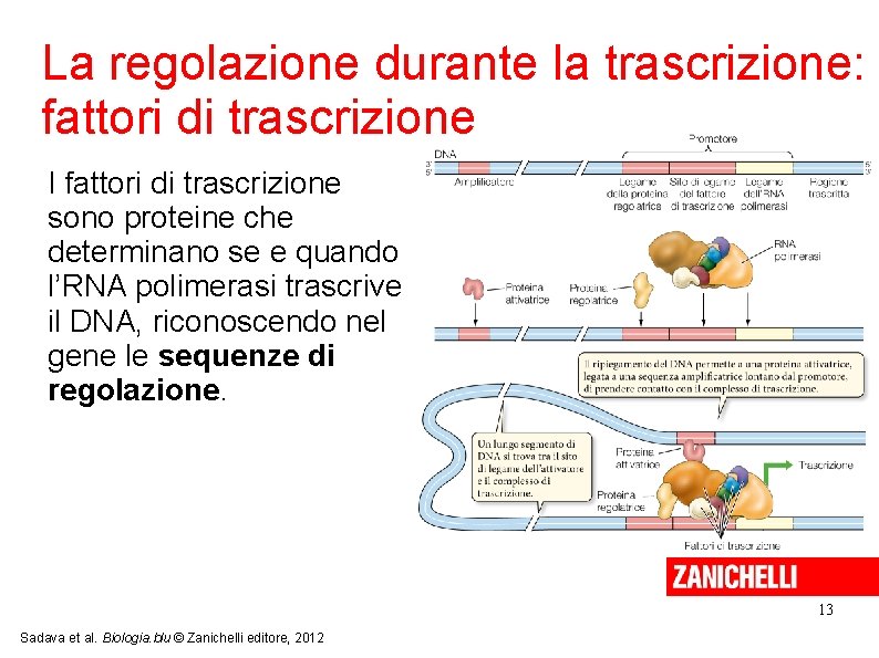 La regolazione durante la trascrizione: fattori di trascrizione I fattori di trascrizione sono proteine