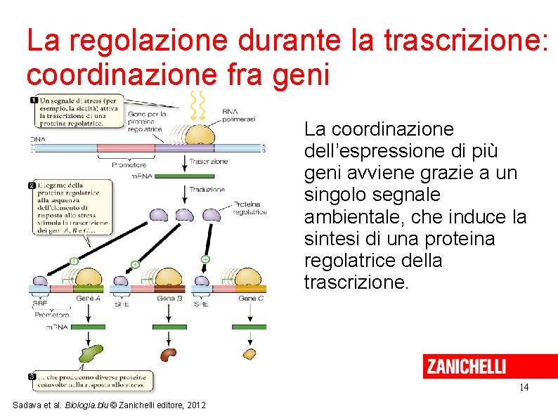 La regolazione durante la trascrizione: coordinazione fra geni La coordinazione dell’espressione di più geni