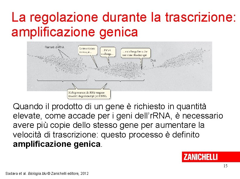 La regolazione durante la trascrizione: amplificazione genica Quando il prodotto di un gene è