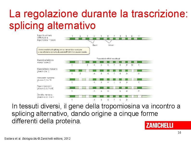 La regolazione durante la trascrizione: splicing alternativo In tessuti diversi, il gene della tropomiosina