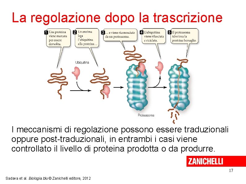 La regolazione dopo la trascrizione I meccanismi di regolazione possono essere traduzionali oppure post-traduzionali,