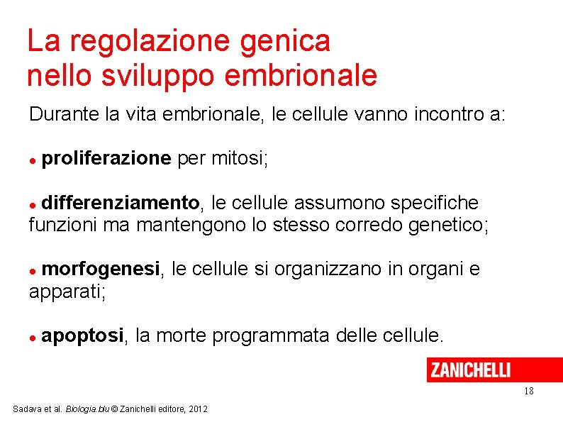 La regolazione genica nello sviluppo embrionale Durante la vita embrionale, le cellule vanno incontro