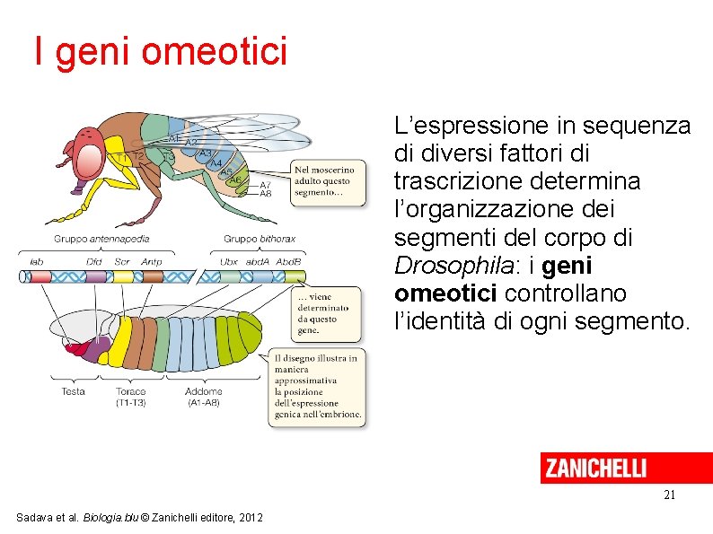 I geni omeotici L’espressione in sequenza di diversi fattori di trascrizione determina l’organizzazione dei