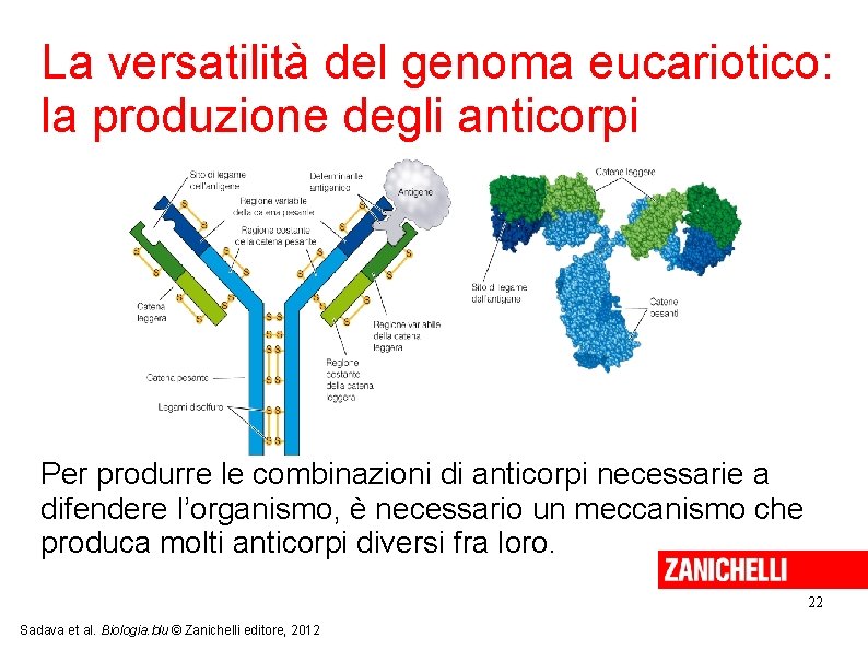 La versatilità del genoma eucariotico: la produzione degli anticorpi Per produrre le combinazioni di