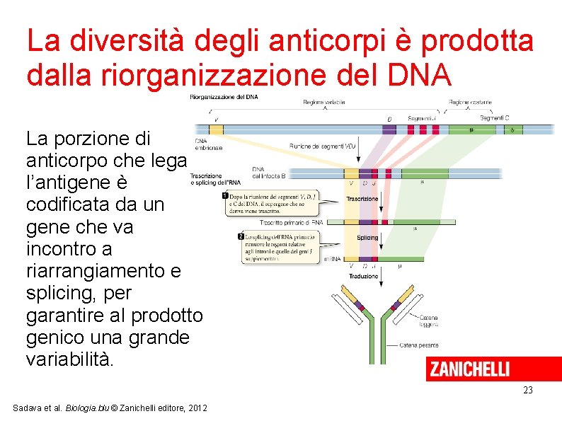 La diversità degli anticorpi è prodotta dalla riorganizzazione del DNA La porzione di anticorpo