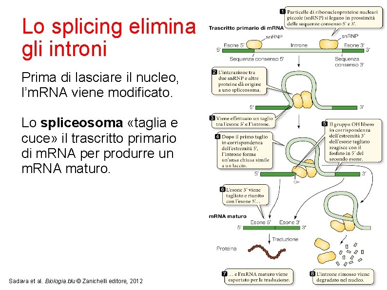 Lo splicing elimina gli introni Prima di lasciare il nucleo, l’m. RNA viene modificato.