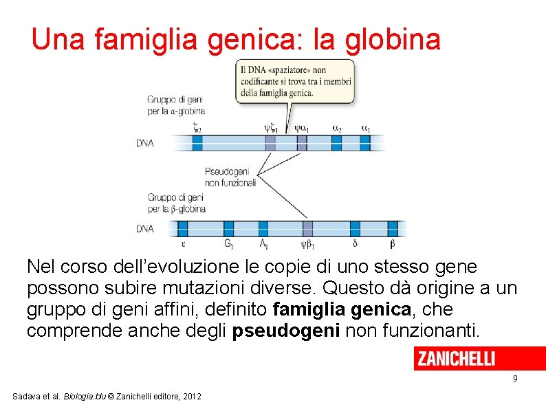 Una famiglia genica: la globina Nel corso dell’evoluzione le copie di uno stesso gene