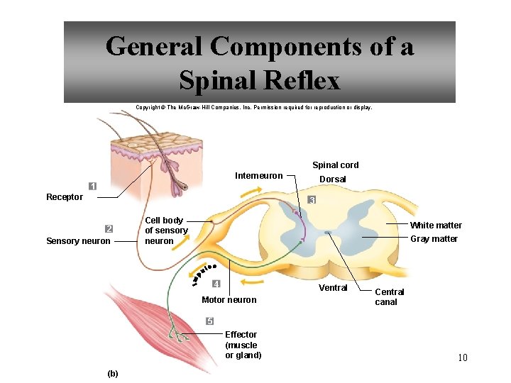 General Components of a Spinal Reflex Copyright © The Mc. Graw-Hill Companies, Inc. Permission