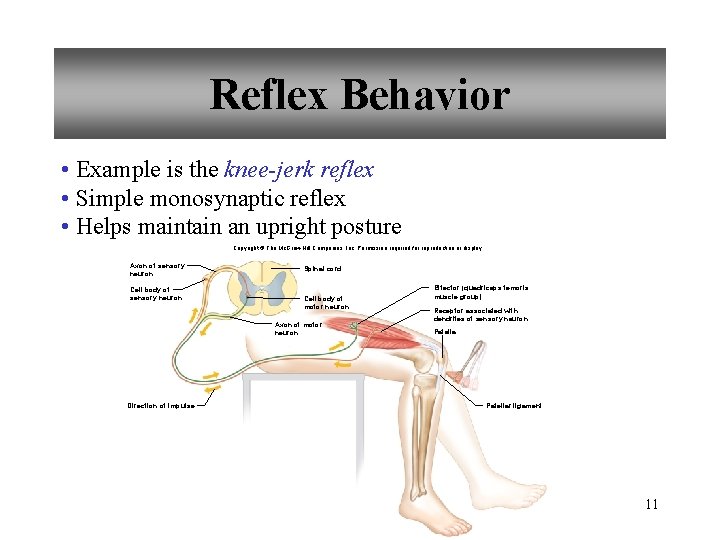 Reflex Behavior • Example is the knee-jerk reflex • Simple monosynaptic reflex • Helps