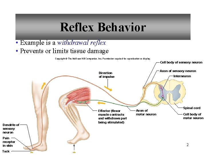 Reflex Behavior • Example is a withdrawal reflex • Prevents or limits tissue damage