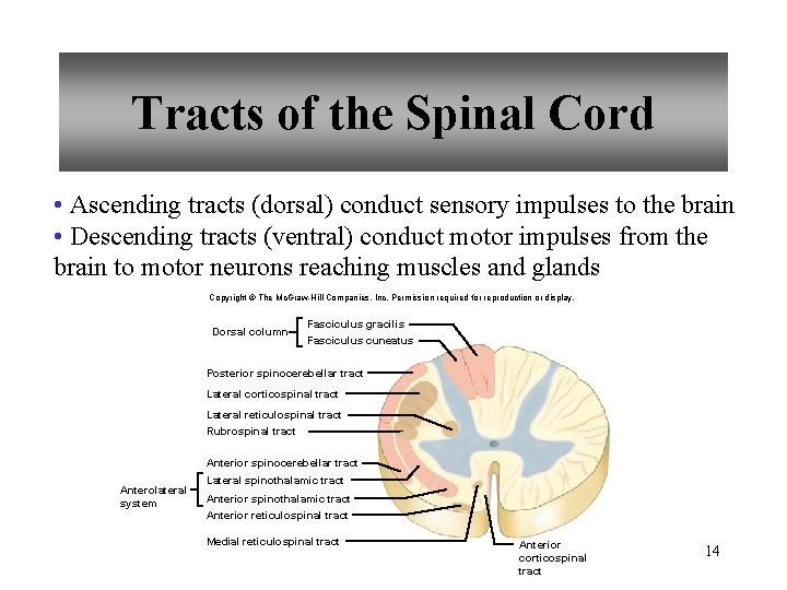 Tracts of the Spinal Cord • Ascending tracts (dorsal) conduct sensory impulses to the