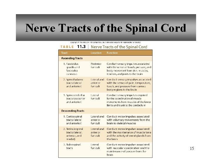Nerve Tracts of the Spinal Cord 15 