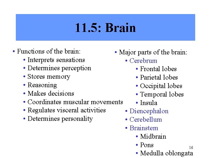 11. 5: Brain • Functions of the brain: • Major parts of the brain: