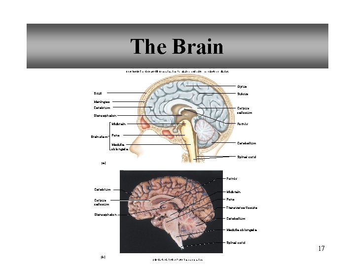 The Brain Copyright © The Mc. Graw-Hill Companies, Inc. Permission required for reproduction or