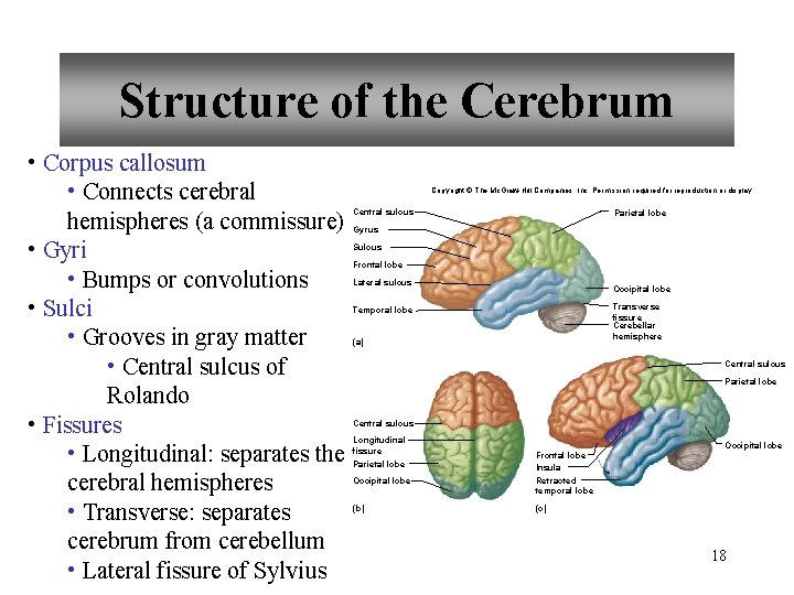Structure of the Cerebrum • Corpus callosum • Connects cerebral hemispheres (a commissure) •