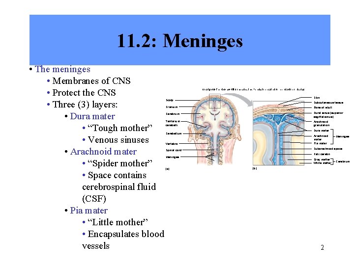 11. 2: Meninges • The meninges • Membranes of CNS • Protect the CNS