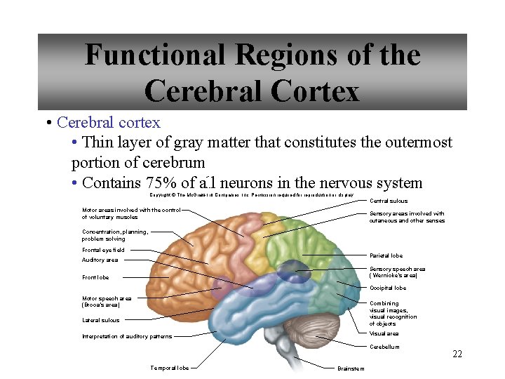 Functional Regions of the Cerebral Cortex • Cerebral cortex • Thin layer of gray