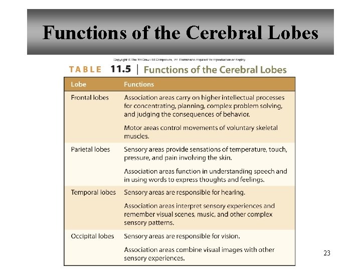 Functions of the Cerebral Lobes 23 