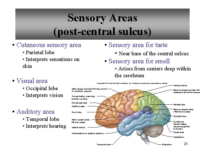 Sensory Areas (post-central sulcus) • Cutaneous sensory area • Sensory area for taste •