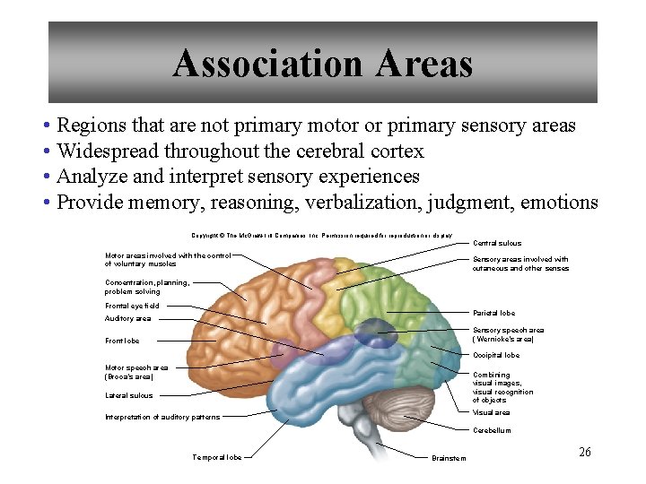Association Areas • Regions that are not primary motor or primary sensory areas •