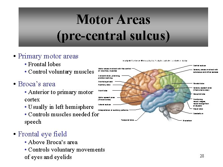 Motor Areas (pre-central sulcus) • Primary motor areas • Frontal lobes • Control voluntary