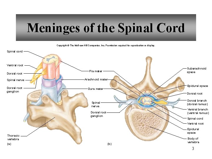 Meninges of the Spinal Cord Copyright © The Mc. Graw-Hill Companies, Inc. Permission required