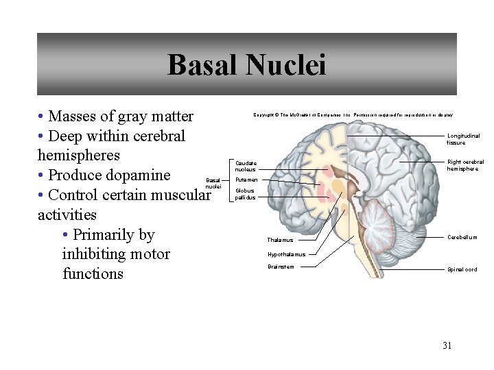 Basal Nuclei • Masses of gray matter • Deep within cerebral hemispheres • Produce