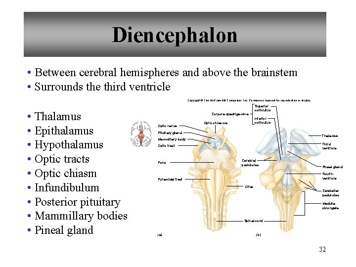 Diencephalon • Between cerebral hemispheres and above the brainstem • Surrounds the third ventricle